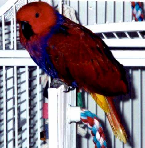 babies for sale videos mature b...